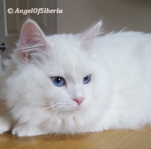 White Solid White Blue Eyes Traditional Kitten I Angel of Siberia