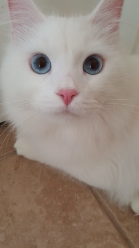 White Solid White Blue Eyes Traditional Kitten I Angel of Siberia