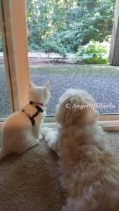 Siberian kittens with dogs Hypoallergenic I Angel of Siberia