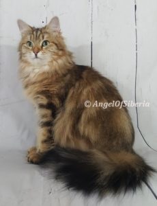 Brown Classic Tabby Traditional Cat I Angel of Siberia