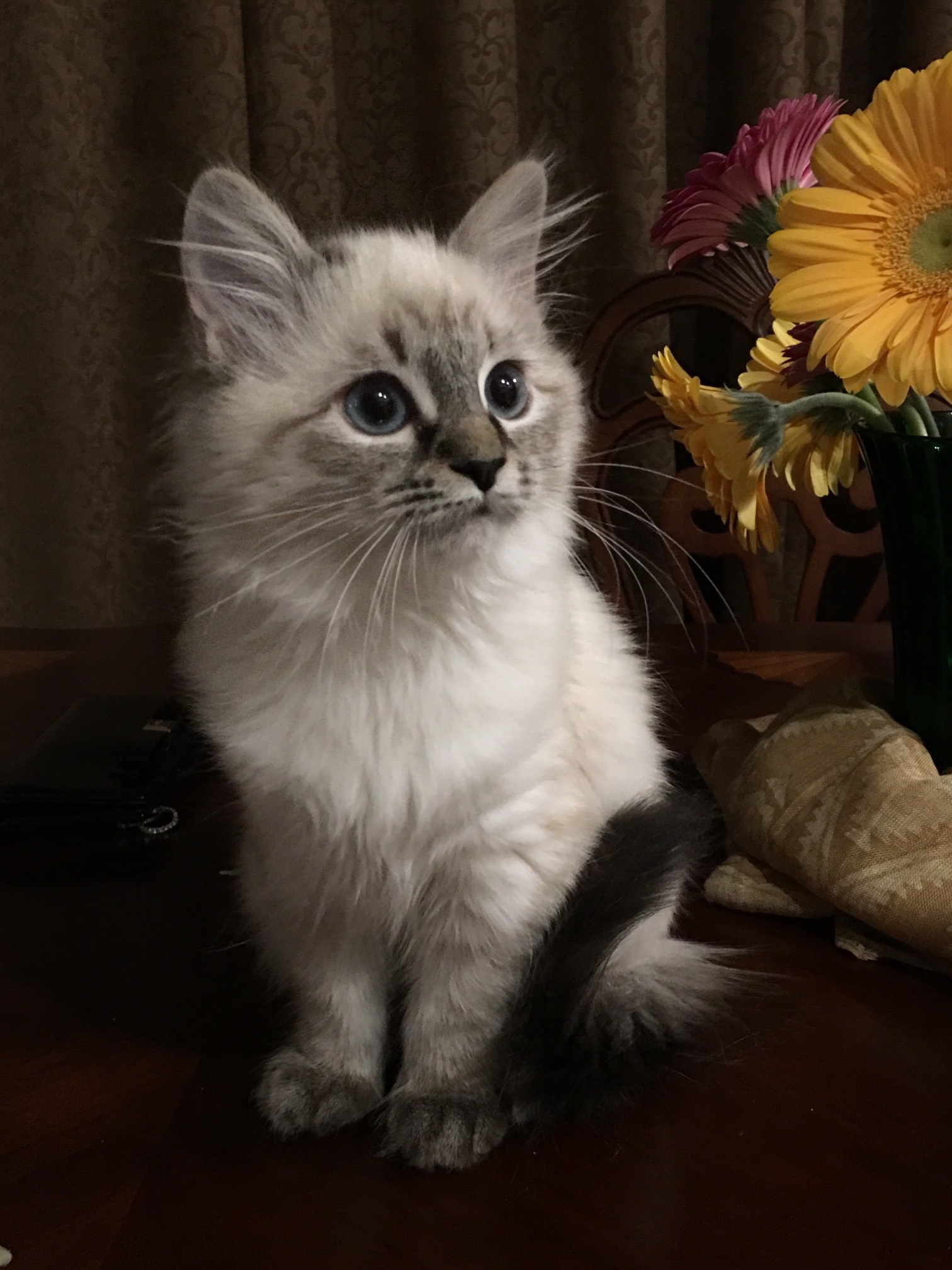 Jasmine Angel Of Siberia