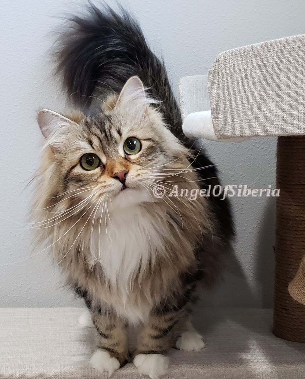 Brown Siberian cats have stripes with light brown roots, there is the 'M' pattern on the forehead, color may go from deep brown to almost golden, can be with white.