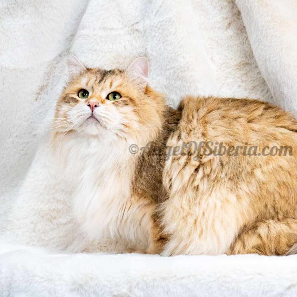 Golden-Tabby-Traditional-Siberian-Kitten.jpg
