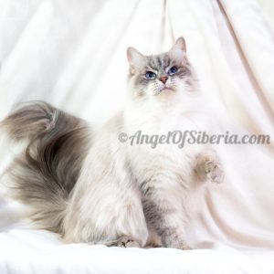 Amelia - Blue Lynx Point