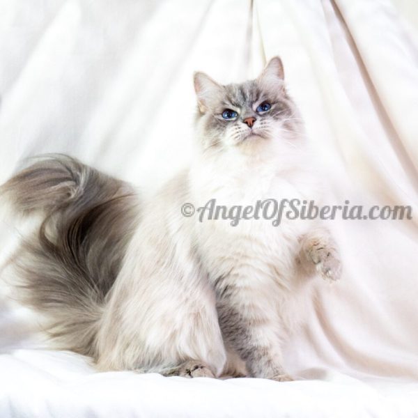 Amelia - Blue Lynx Point