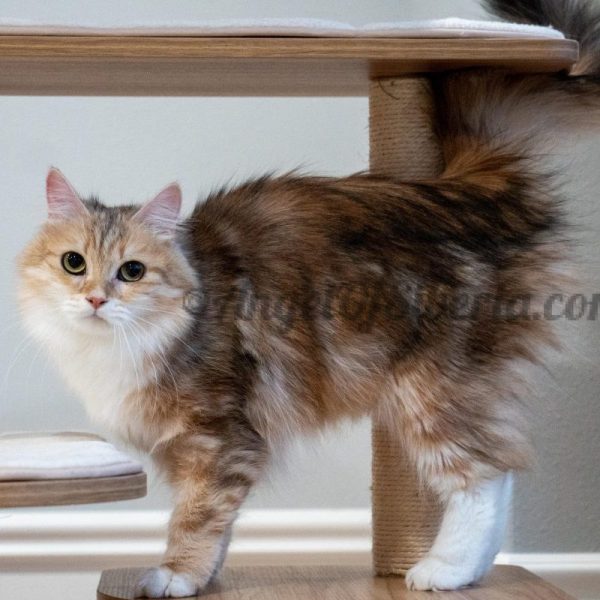 Aspen - Black Golden Shaded w/ White