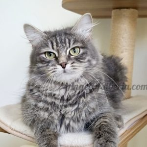 Blueberry - Blue Blotched Tabby