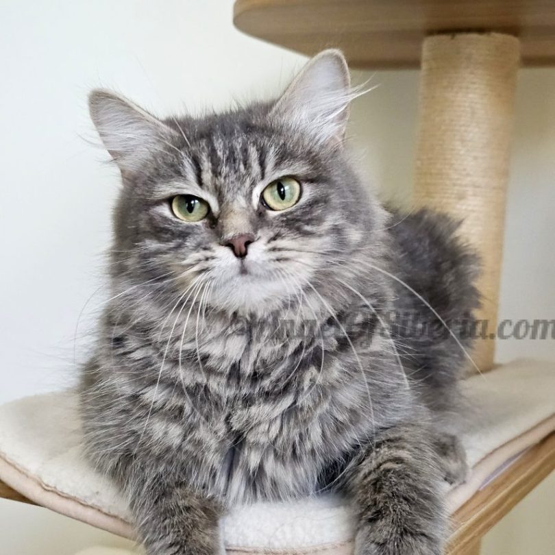BLUEBERRY 2026 Blueberry - Blue Blotched Tabby