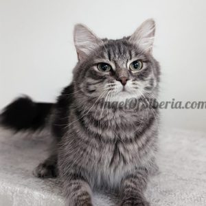 Blueberry - Blue Blotched Tabby