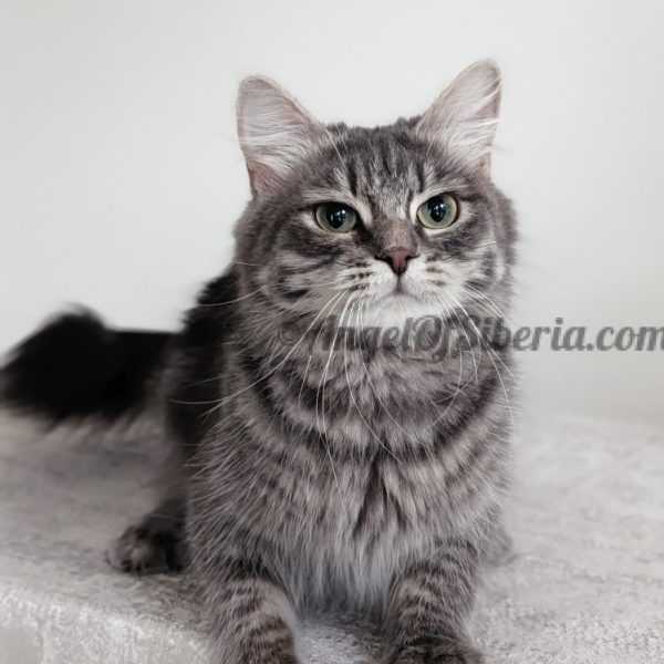 Blueberry - Blue Blotched Tabby