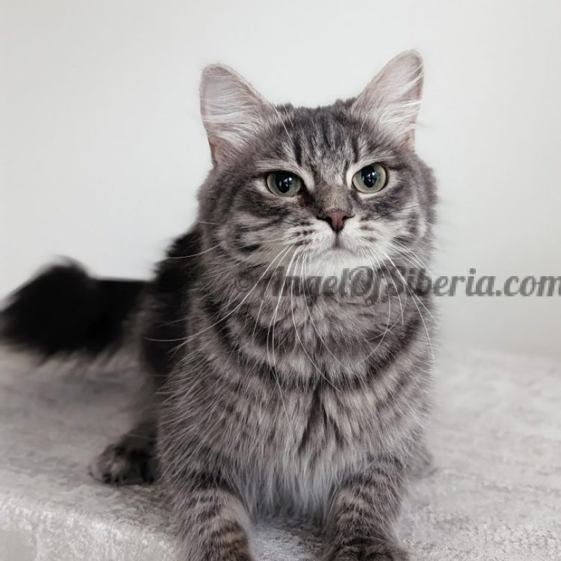 Blueberry - Blue Blotched Tabby