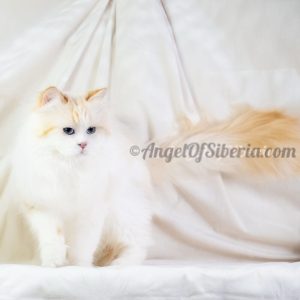 Caesar - Cream Point