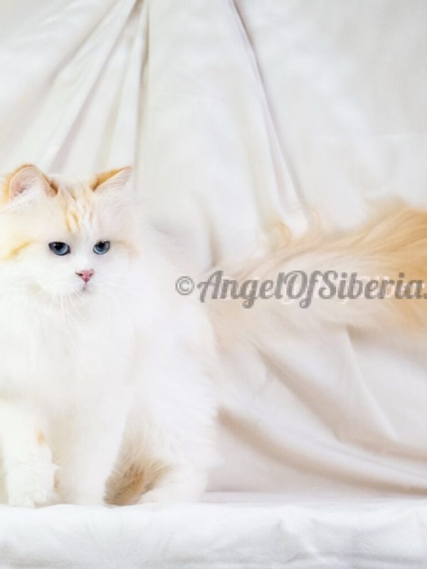 Caesar - Cream Point