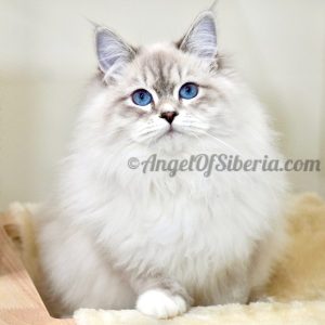 CHARLOTTE IVY COUPLES