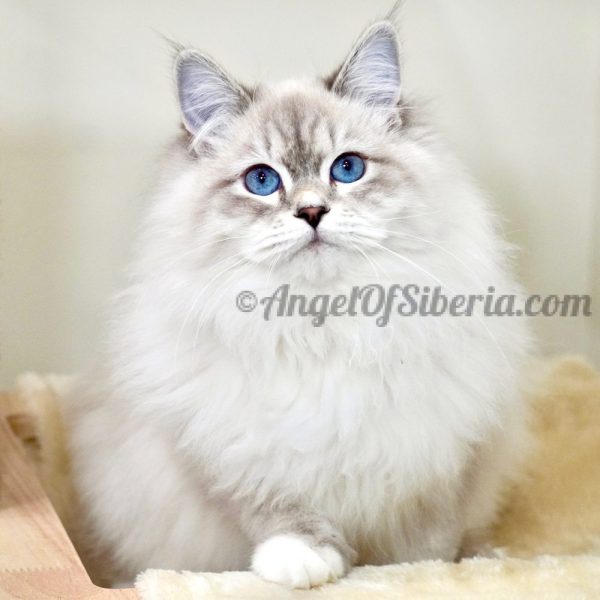 CHARLOTTE IVY COUPLES