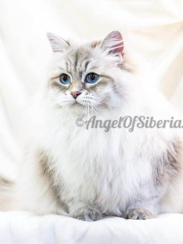 Coral - BLUE LYNX POINT