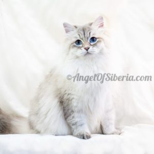 Coral - Blue Lynx Point