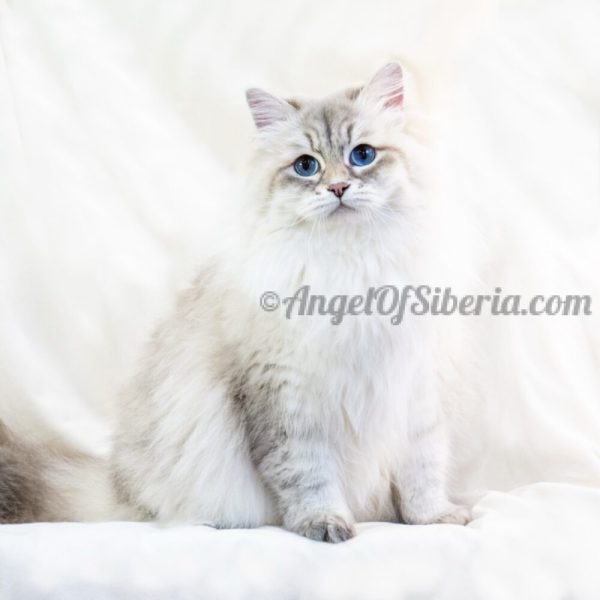 Coral - Blue Lynx Point