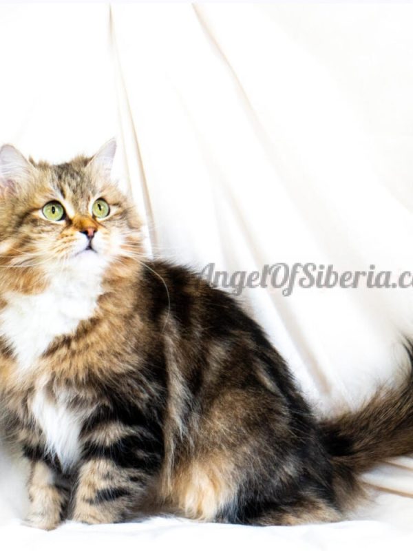 brown classic tabby - angel of siberia