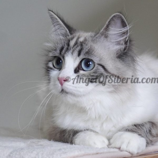 Diamond - Blue point torbie whit