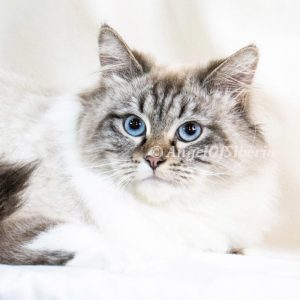 Elaine-Seal lynx Point With White 2