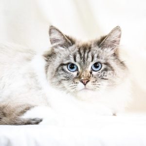 Elaine-Seal Lynx Point W/ White