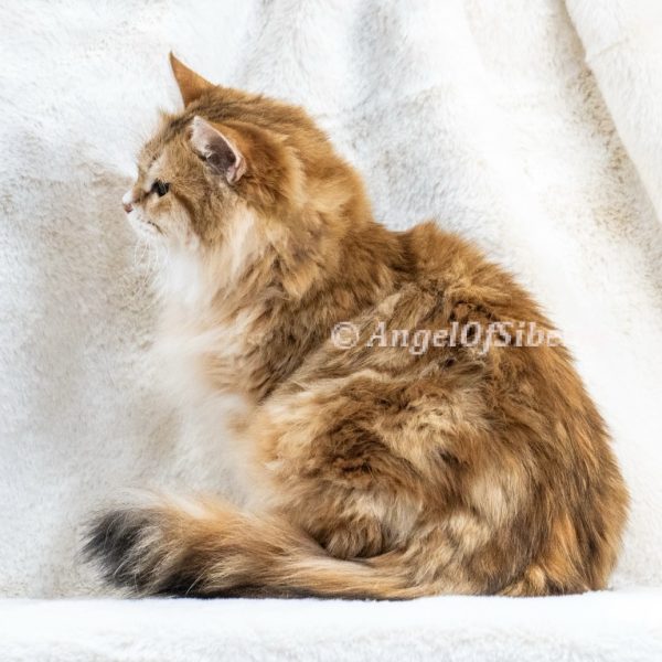 Fantasy Life-Black Golden Shaded 2