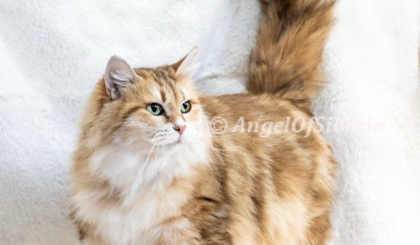 Fantasy Life-Black Golden Shaded 3