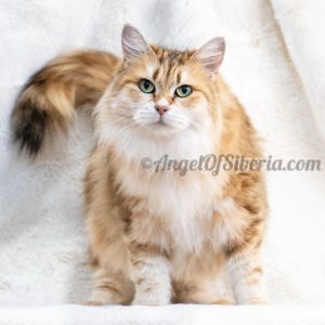 Fantasy Life-Black Golden Shaded