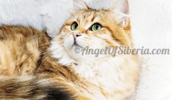 Feather-black golden shaded 2