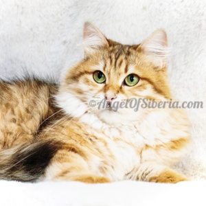 Feather - Black Golden Shaded