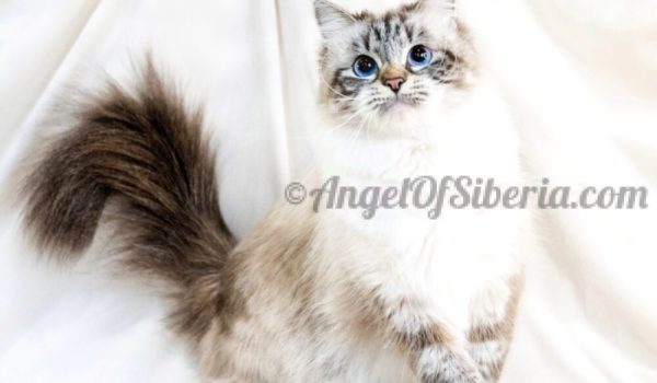 Ferrari- Seal Lynx Point With White 3