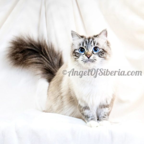 Ferrari- Seal Lynx Point With White