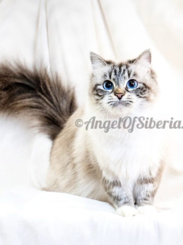 Ferrari- Seal Lynx Point With White