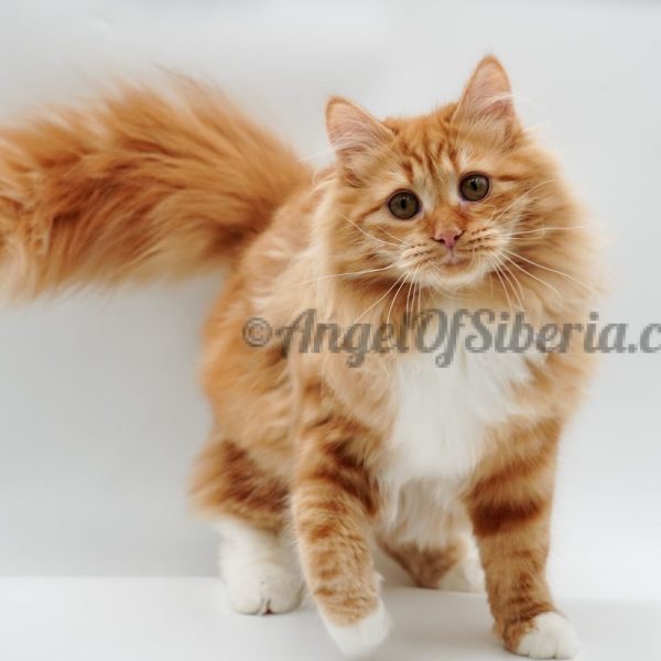 Red Ruby - Red Classiс Tabby with White