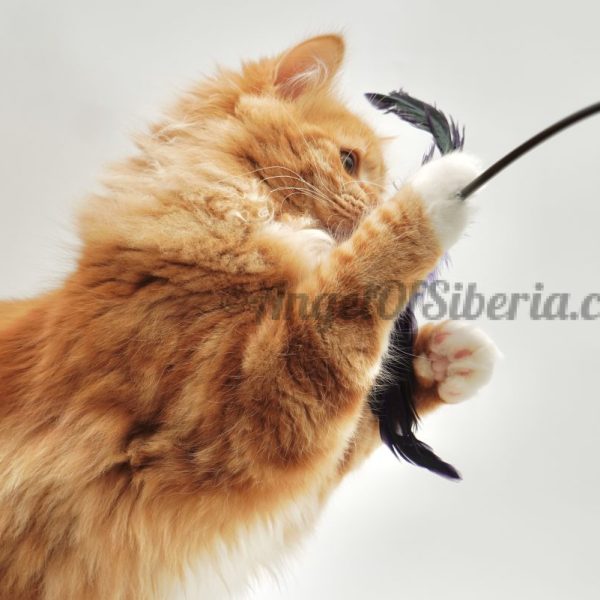 Red Ruby - Red Classiс Tabby with White