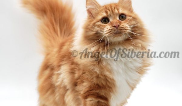 Red Ruby - Red Classiс Tabby with White