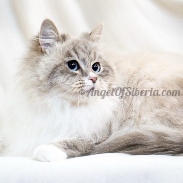 Geneva-Seal Lynx Point with White 2