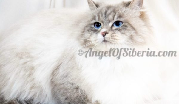 Geneva-Seal Lynx Point with White 3