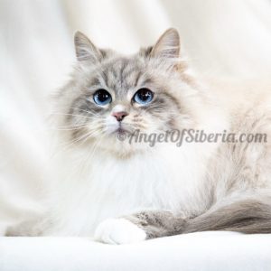 Geneva-Blue Lynx Point with White