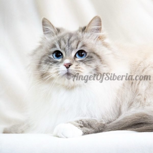 Geneva-Blue Lynx Point with White