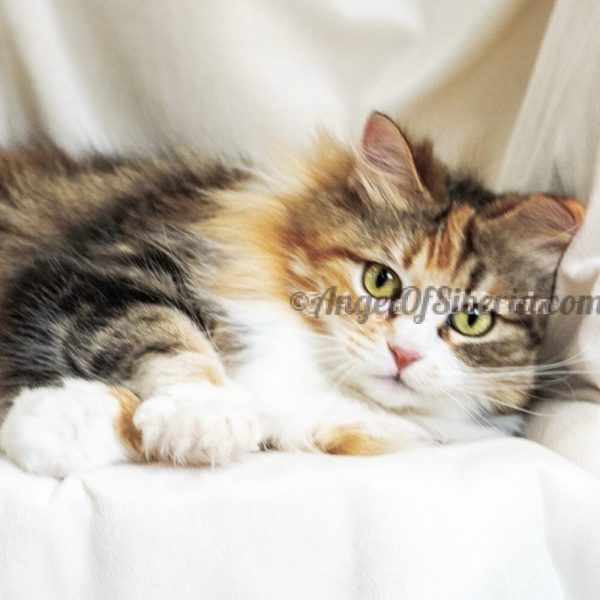 IMG-458e82e32ad7d3d1b80496dbc3ccbd06-V