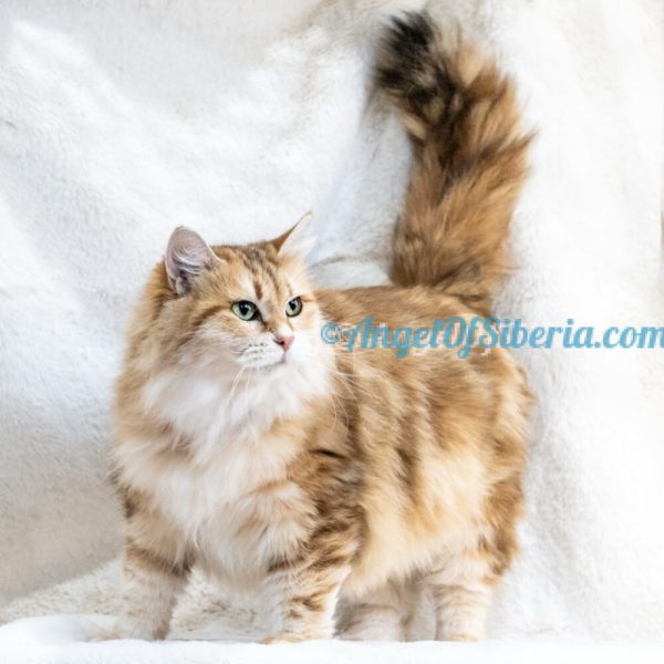 IMG-63190353524de7be5714d35f81729060-V