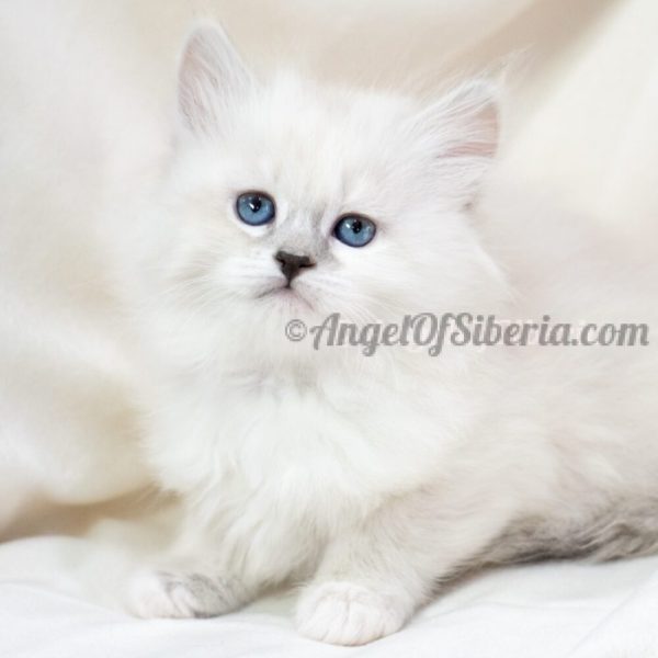 IMG-69f94237220b1b4b5026183db0ef0067-V