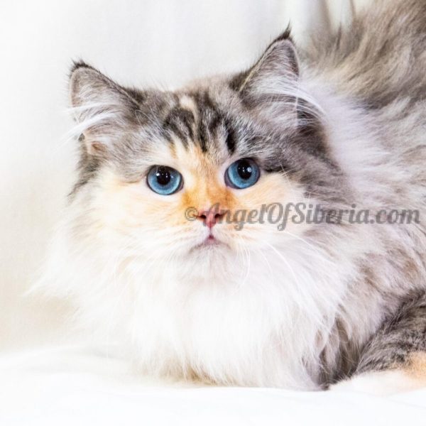 Topaz - Blue Cream Torbie Point