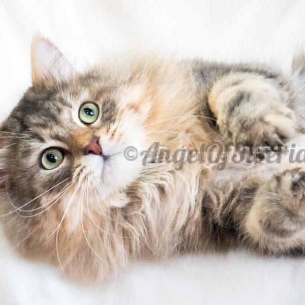 IMG-9d1f1e0f5c8b1326e2ea097a40614a13-V