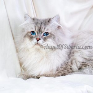 Alabaster -Blue Lynx Point