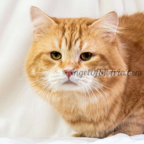 King Izyum-Red Golden Shaded With White 4