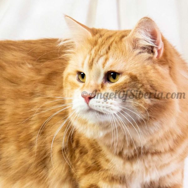 Izyum -Red Golden Shaded With White