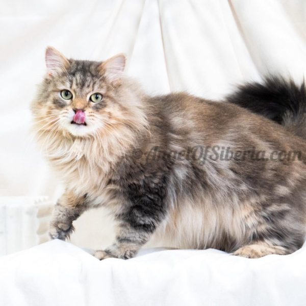 King Pierre-Blue Marble Tabby 2